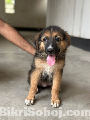 German shepherd puppy